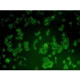Immunocytochemistry - Anti-BMI1 Antibody (BMA1036) - Antibodies.com
