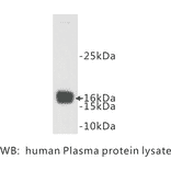 Western Blot - Anti-Prealbumin Antibody (BMA1037) - Antibodies.com
