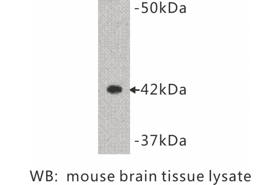 Western Blot - Anti-Synaptophysin Antibody (BMA1038) - Antibodies.com