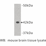 Western Blot - Anti-Synaptophysin Antibody (BMA1038) - Antibodies.com