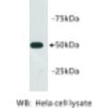 Western Blot - Anti-beta III Tubulin Antibody (BMA1045) - Antibodies.com