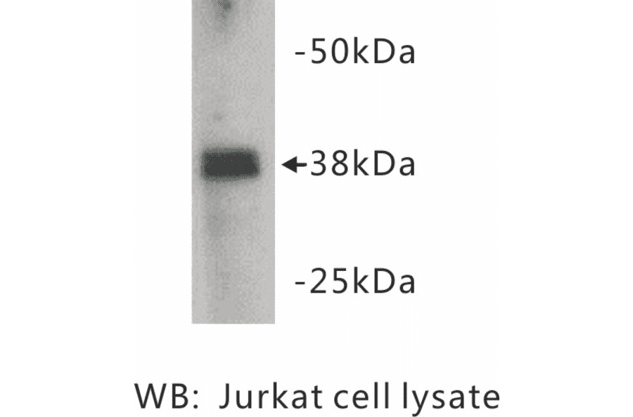Western Blot - Anti-ZFP 42 Antibody (BMA1046) - Antibodies.com