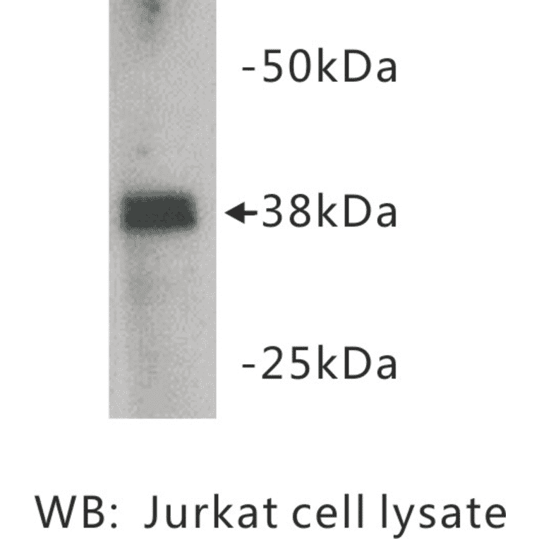 Western Blot - Anti-ZFP 42 Antibody (BMA1046) - Antibodies.com