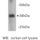 Western Blot - Anti-ZFP 42 Antibody (BMA1046) - Antibodies.com