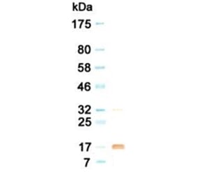 Western Blot - Anti-G-CSF Antibody (030516G02) - Antibodies.com