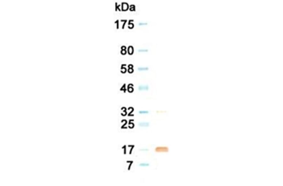 Western Blot - Anti-G-CSF Antibody (030516G02) - Antibodies.com