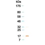 Western Blot - Anti-G-CSF Antibody (030516G02) - Antibodies.com