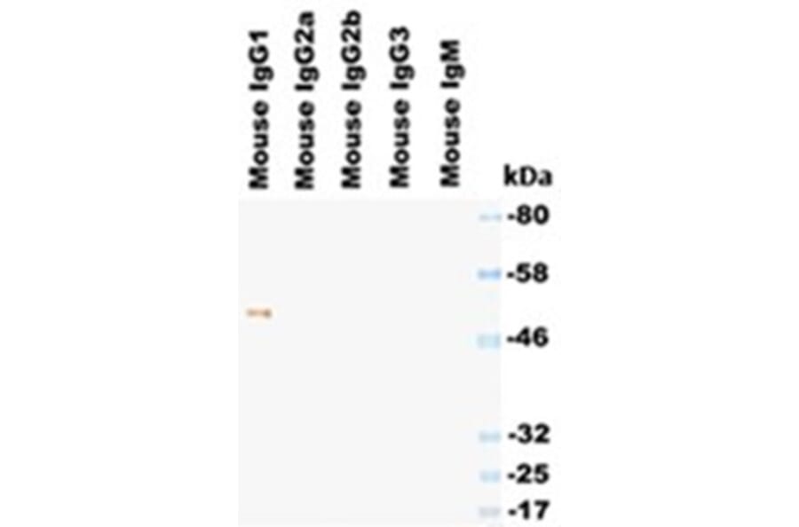 Western Blot - Anti-IgG1 Antibody (HRP) (030604A06H) - Antibodies.com