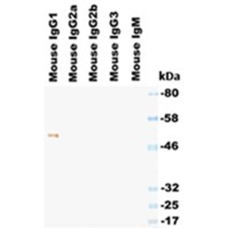 Western Blot - Anti-IgG1 Antibody (HRP) (030604A06H) - Antibodies.com