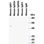 Western Blot - Anti-IgG1 Antibody (HRP) (030604A06H) - Antibodies.com