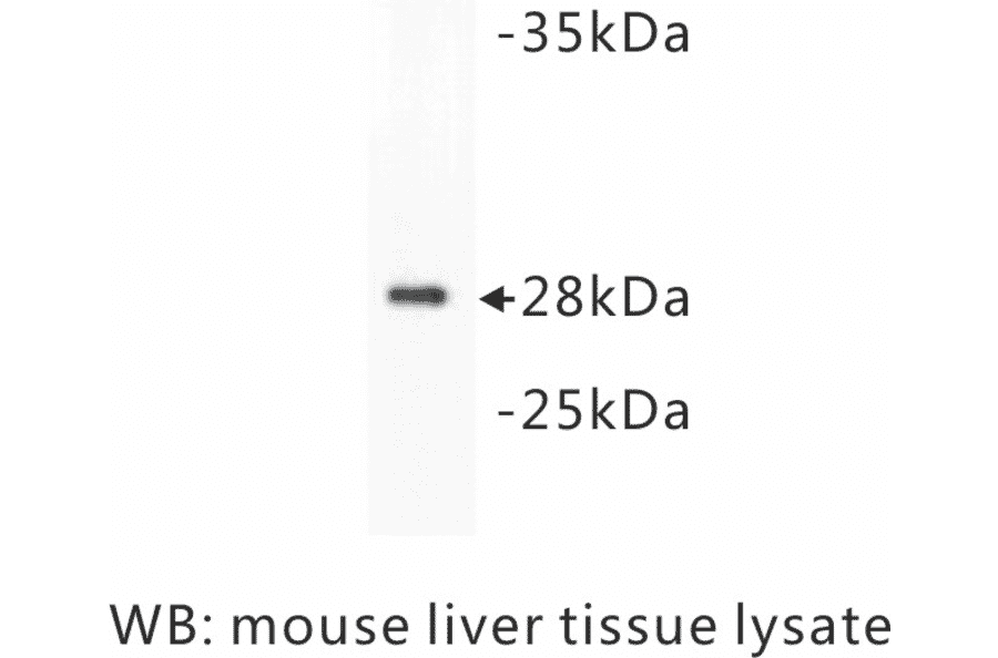 Western Blot - Anti-14-3-3 beta + alpha Antibody (BPA1001) - Antibodies.com