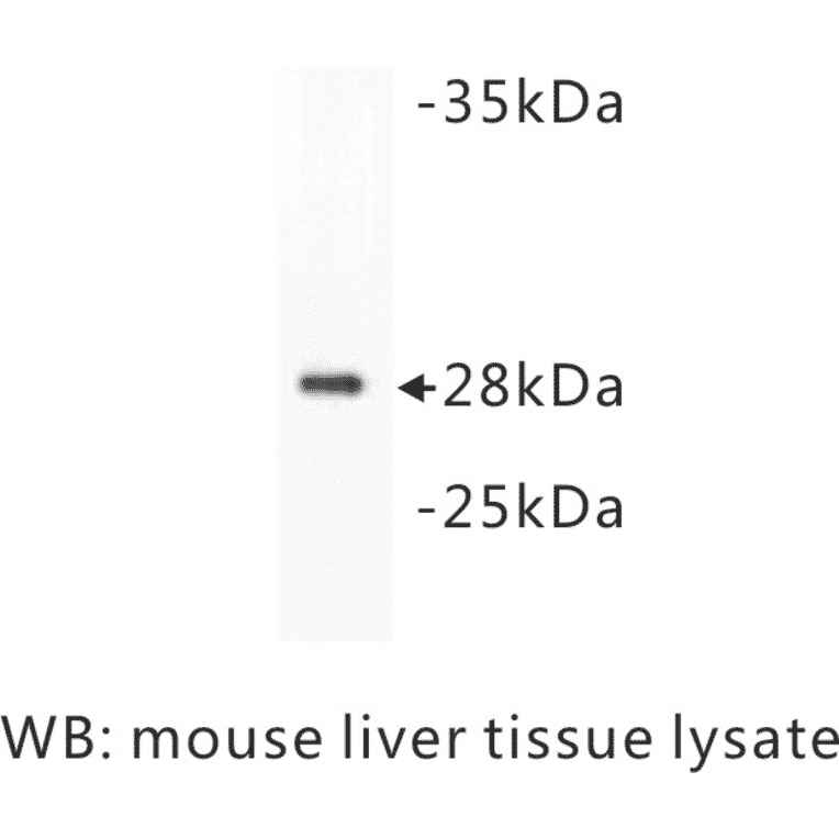 Western Blot - Anti-14-3-3 beta + alpha Antibody (BPA1001) - Antibodies.com