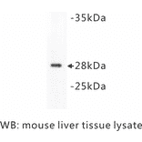 Western Blot - Anti-14-3-3 beta + alpha Antibody (BPA1001) - Antibodies.com
