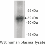 Western Blot - Anti-A1AT Antibody (BPA1003) - Antibodies.com
