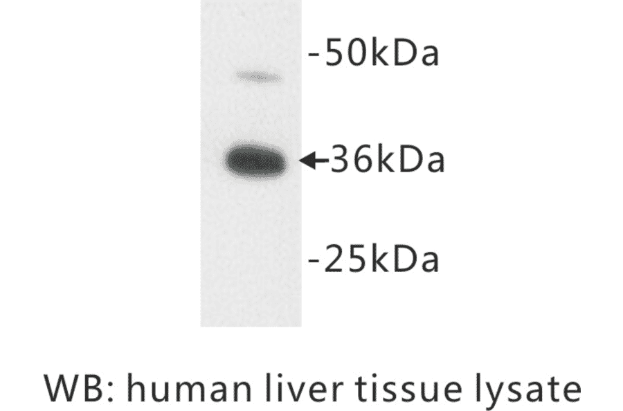 Western Blot - Anti-Apolipoprotein E Antibody (BPA1008) - Antibodies.com