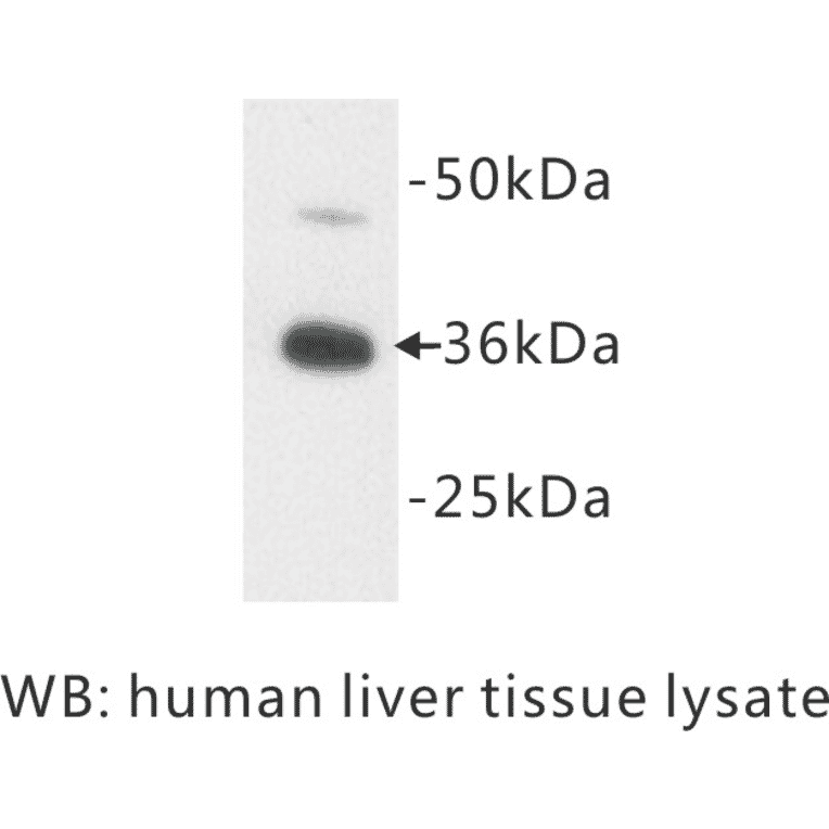 Western Blot - Anti-Apolipoprotein E Antibody (BPA1008) - Antibodies.com