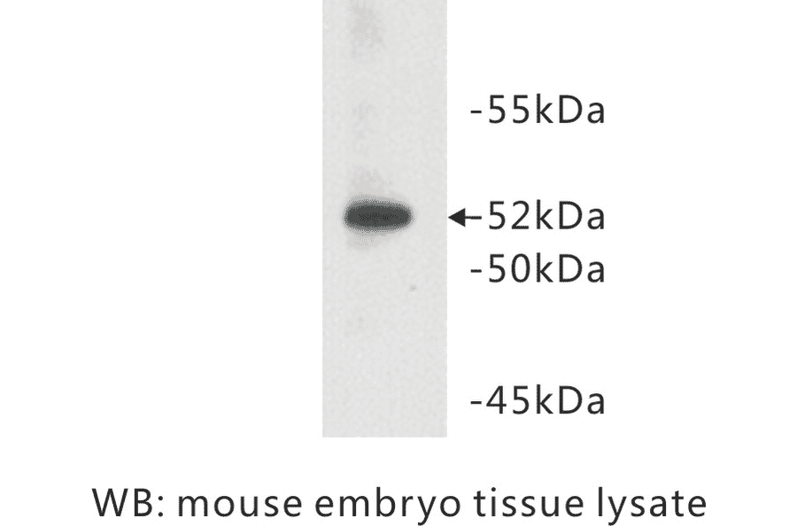 Western Blot - Anti-CD147 Antibody (BPA1010) - Antibodies.com