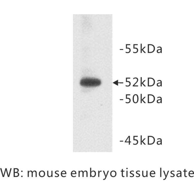 Western Blot - Anti-CD147 Antibody (BPA1010) - Antibodies.com