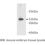 Western Blot - Anti-CD147 Antibody (BPA1010) - Antibodies.com
