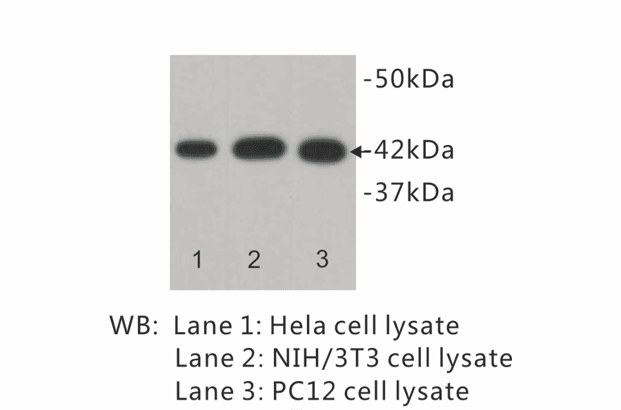 Western Blot - Anti-beta Actin Antibody (BPA1012) - Antibodies.com
