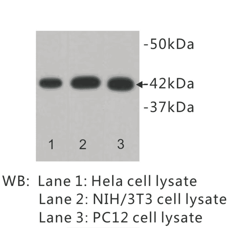 Western Blot - Anti-beta Actin Antibody (BPA1012) - Antibodies.com