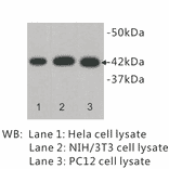 Western Blot - Anti-beta Actin Antibody (BPA1012) - Antibodies.com