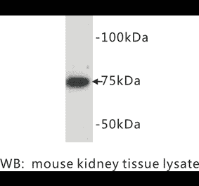 Western Blot - Anti-BMP2 Antibody (BPA1013) - Antibodies.com