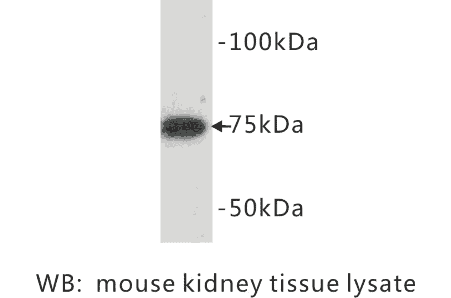 Western Blot - Anti-BMP2 Antibody (BPA1013) - Antibodies.com