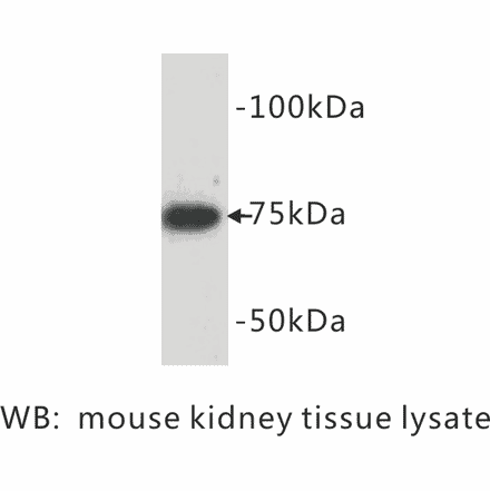 Western Blot - Anti-BMP2 Antibody (BPA1013) - Antibodies.com