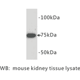 Western Blot - Anti-BMP2 Antibody (BPA1013) - Antibodies.com