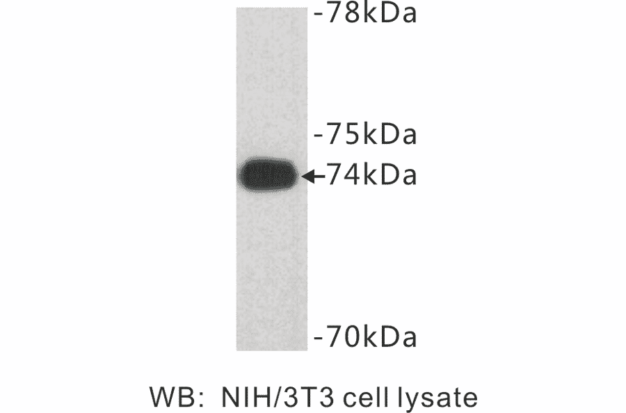 Western Blot - Anti-Caldesmon Antibody (BPA1015) - Antibodies.com