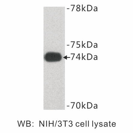 Western Blot - Anti-Caldesmon Antibody (BPA1015) - Antibodies.com