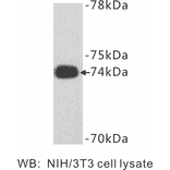 Western Blot - Anti-Caldesmon Antibody (BPA1015) - Antibodies.com