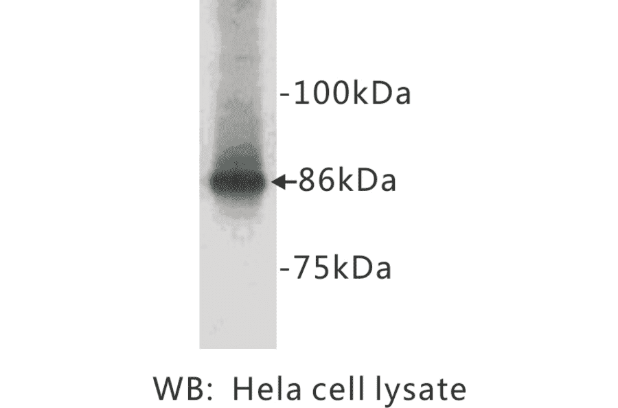 Western Blot - Anti-beta Catenin Antibody (BPA1016) - Antibodies.com