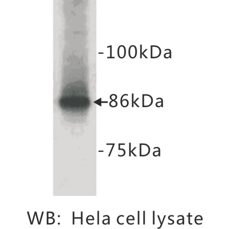 Western Blot - Anti-beta Catenin Antibody (BPA1016) - Antibodies.com