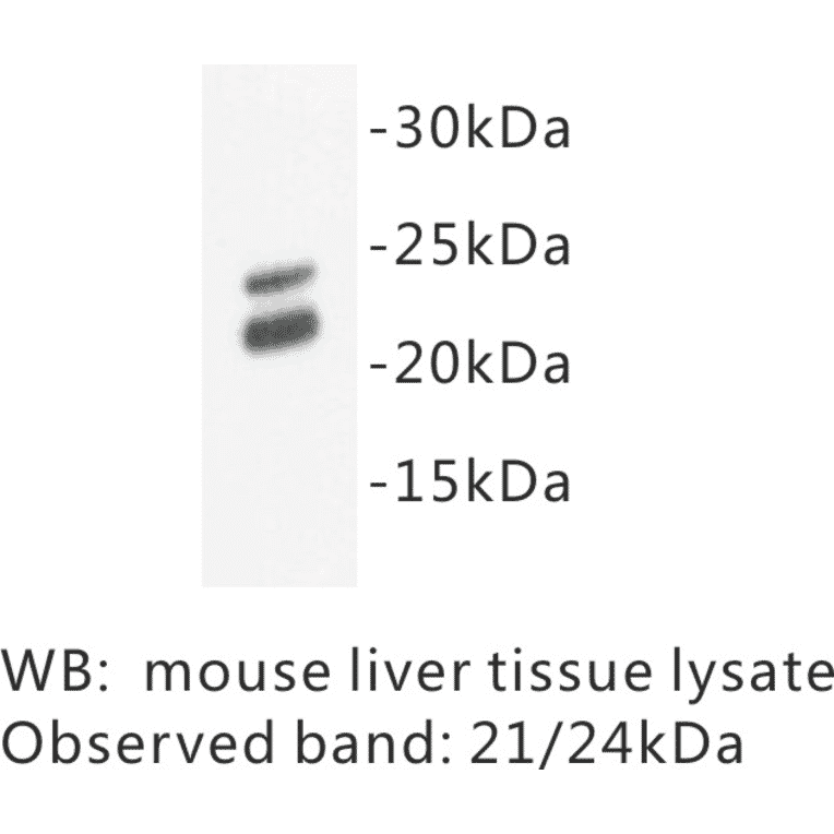 Western Blot - Anti-Caveolin 1 Antibody (BPA1017) - Antibodies.com