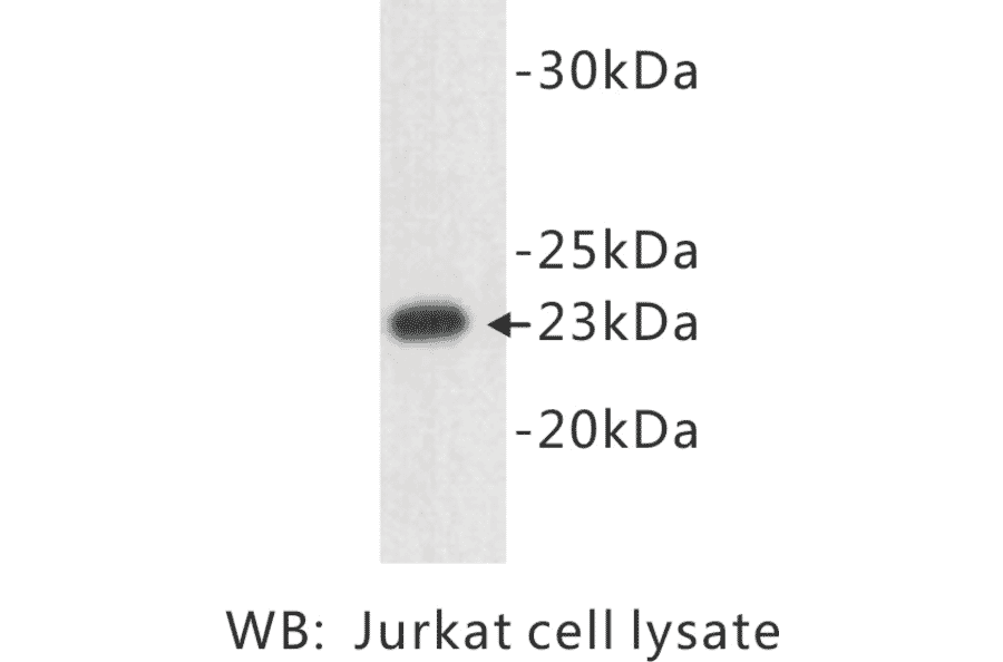 Western Blot - Anti-CD3 epsilon Antibody (BPA1018) - Antibodies.com