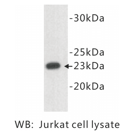 Western Blot - Anti-CD3 epsilon Antibody (BPA1018) - Antibodies.com