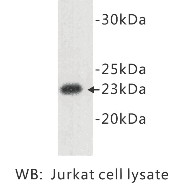 Western Blot - Anti-CD3 epsilon Antibody (BPA1018) - Antibodies.com