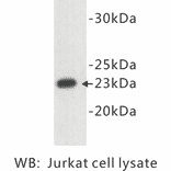 Western Blot - Anti-CD3 epsilon Antibody (BPA1018) - Antibodies.com