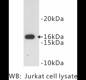 Western Blot - Anti-CD3 zeta Antibody (BPA1019) - Antibodies.com