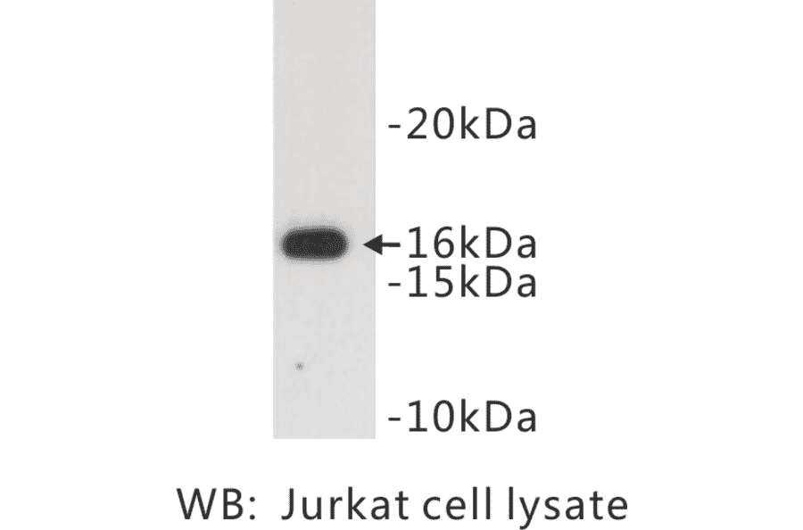 Western Blot - Anti-CD3 zeta Antibody (BPA1019) - Antibodies.com