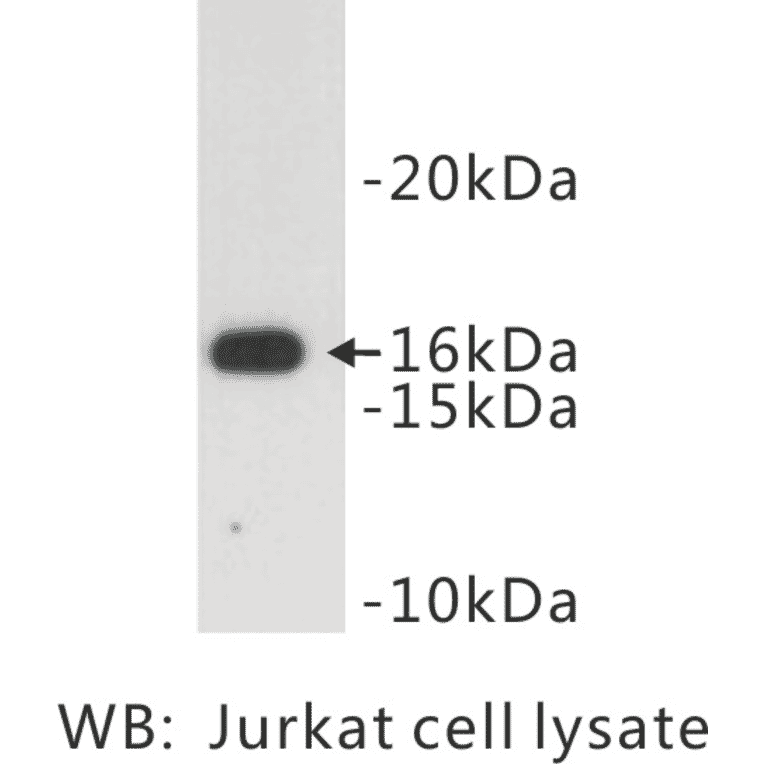Western Blot - Anti-CD3 zeta Antibody (BPA1019) - Antibodies.com