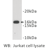 Western Blot - Anti-CD3 zeta Antibody (BPA1019) - Antibodies.com