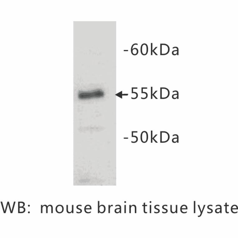 Western Blot - Anti-CD4 Antibody (BPA1020) - Antibodies.com