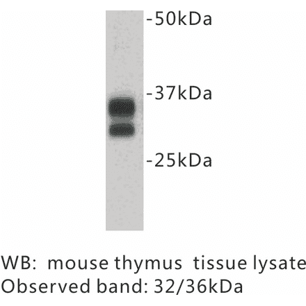 Western Blot - Anti-CD8 Antibody (BPA1021) - Antibodies.com