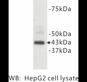 Western Blot - Anti-CD9 Antibody (BPA1022) - Antibodies.com