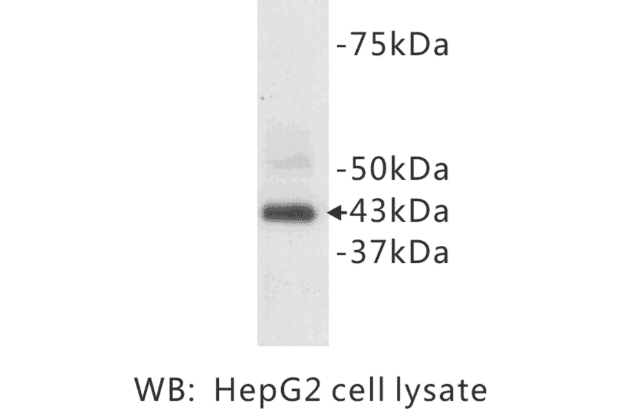 Western Blot - Anti-CD9 Antibody (BPA1022) - Antibodies.com