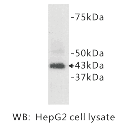 Western Blot - Anti-CD9 Antibody (BPA1022) - Antibodies.com