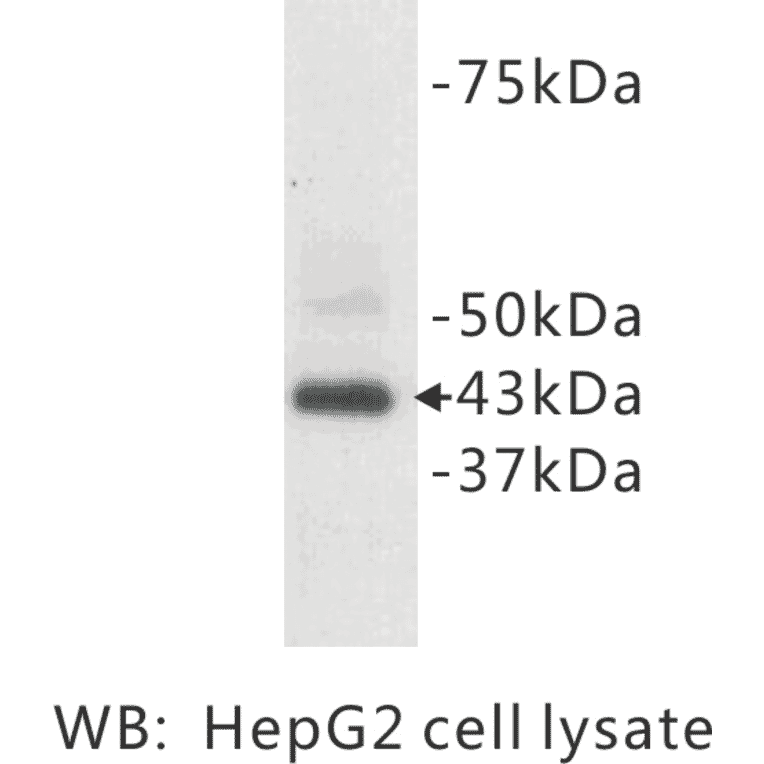 Western Blot - Anti-CD9 Antibody (BPA1022) - Antibodies.com